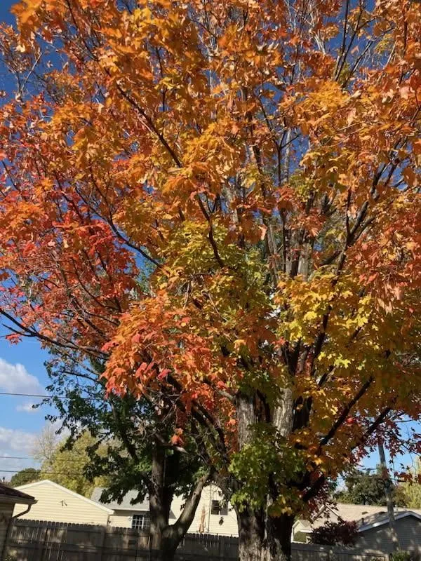 Fall photo of tree provided by seller.