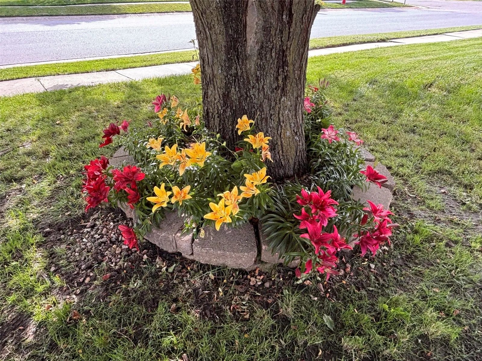Lilies in bloom