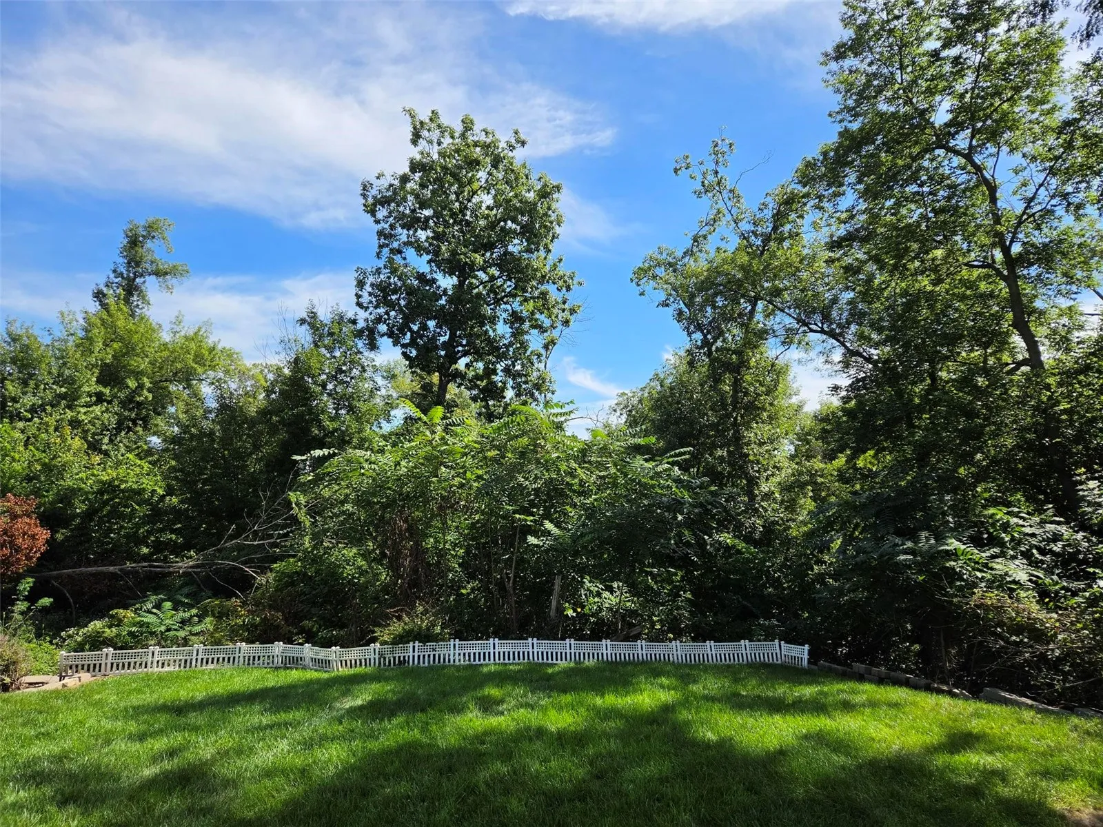 Wooded backyard