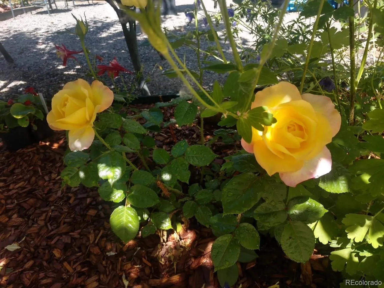 Geos Neighborhood Filing 1 Amd 1