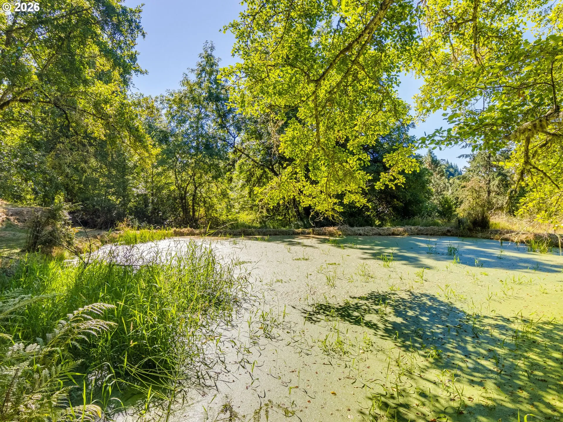 Pond