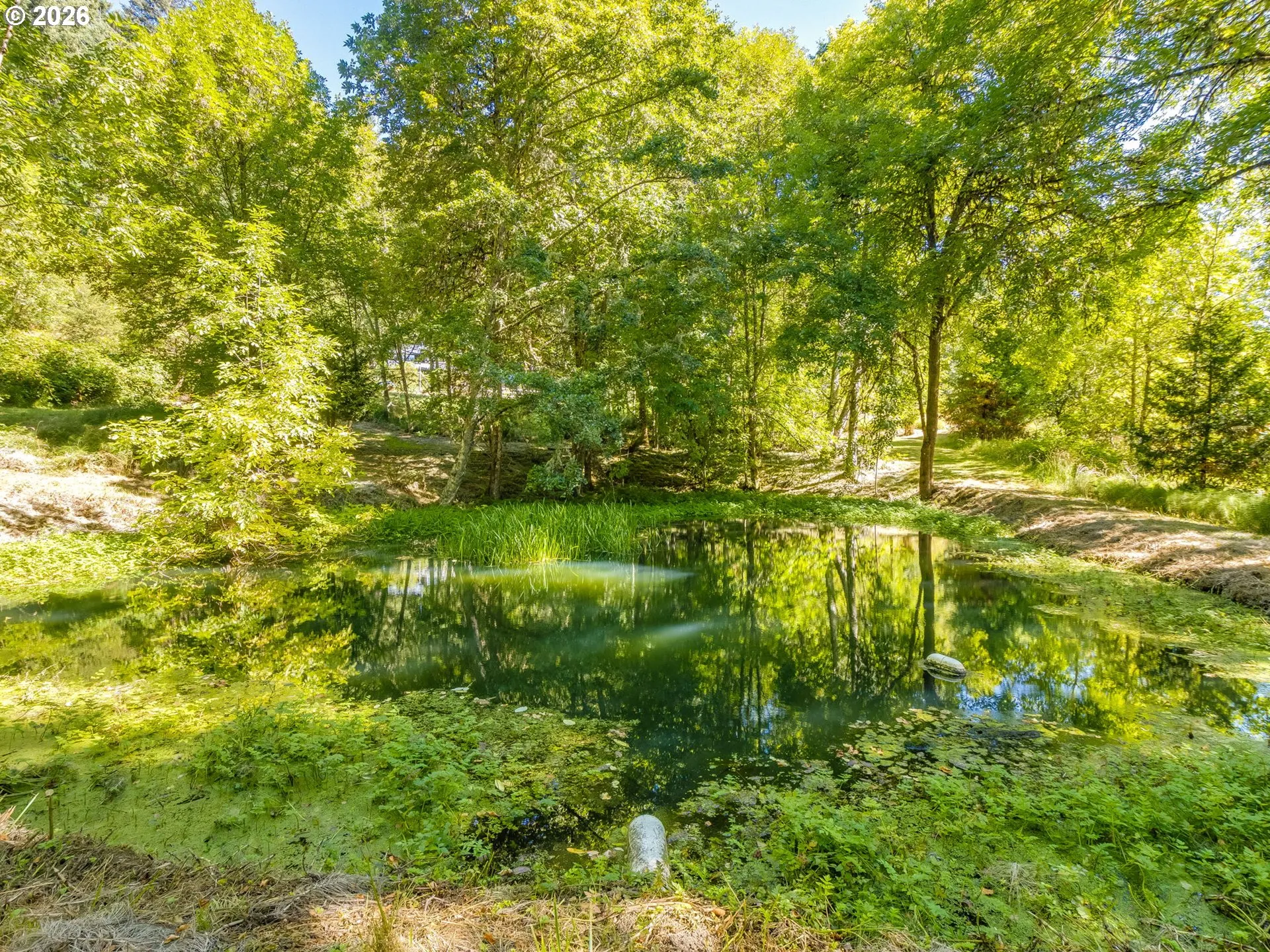 Pond
