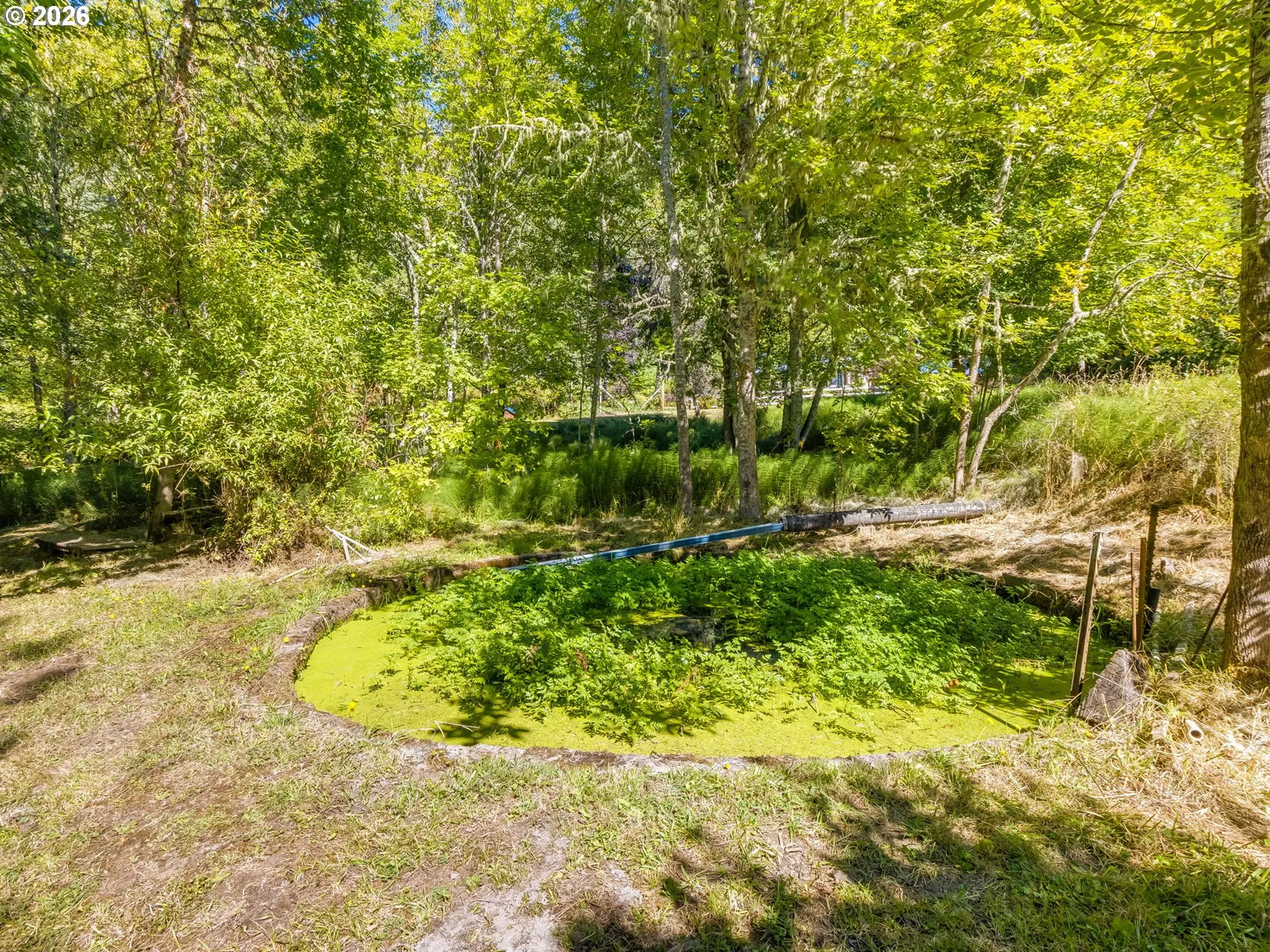 Pond