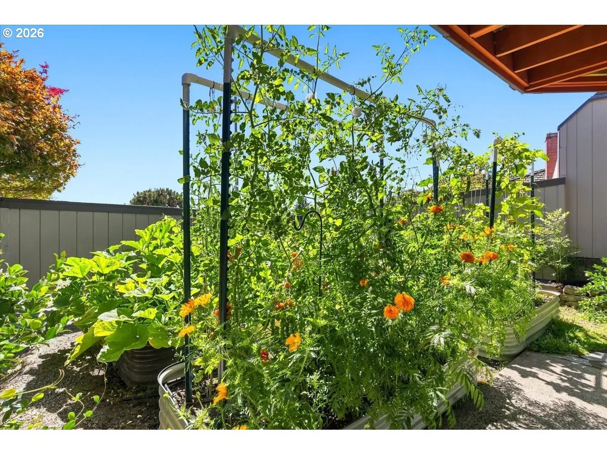 Backyard-Fenced