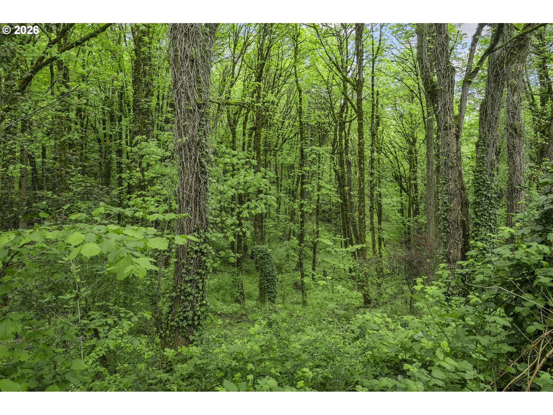 Green Space-Back