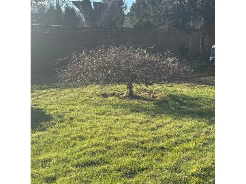 Front Yard