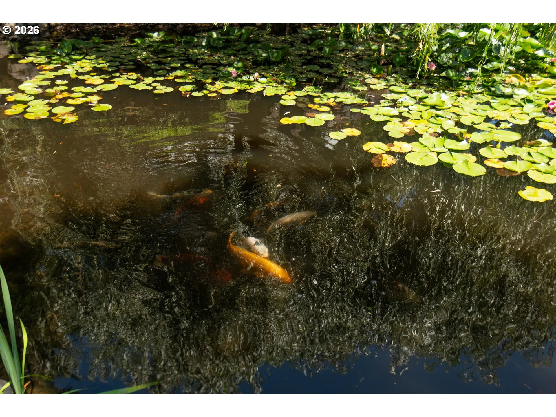 Pond-Koi