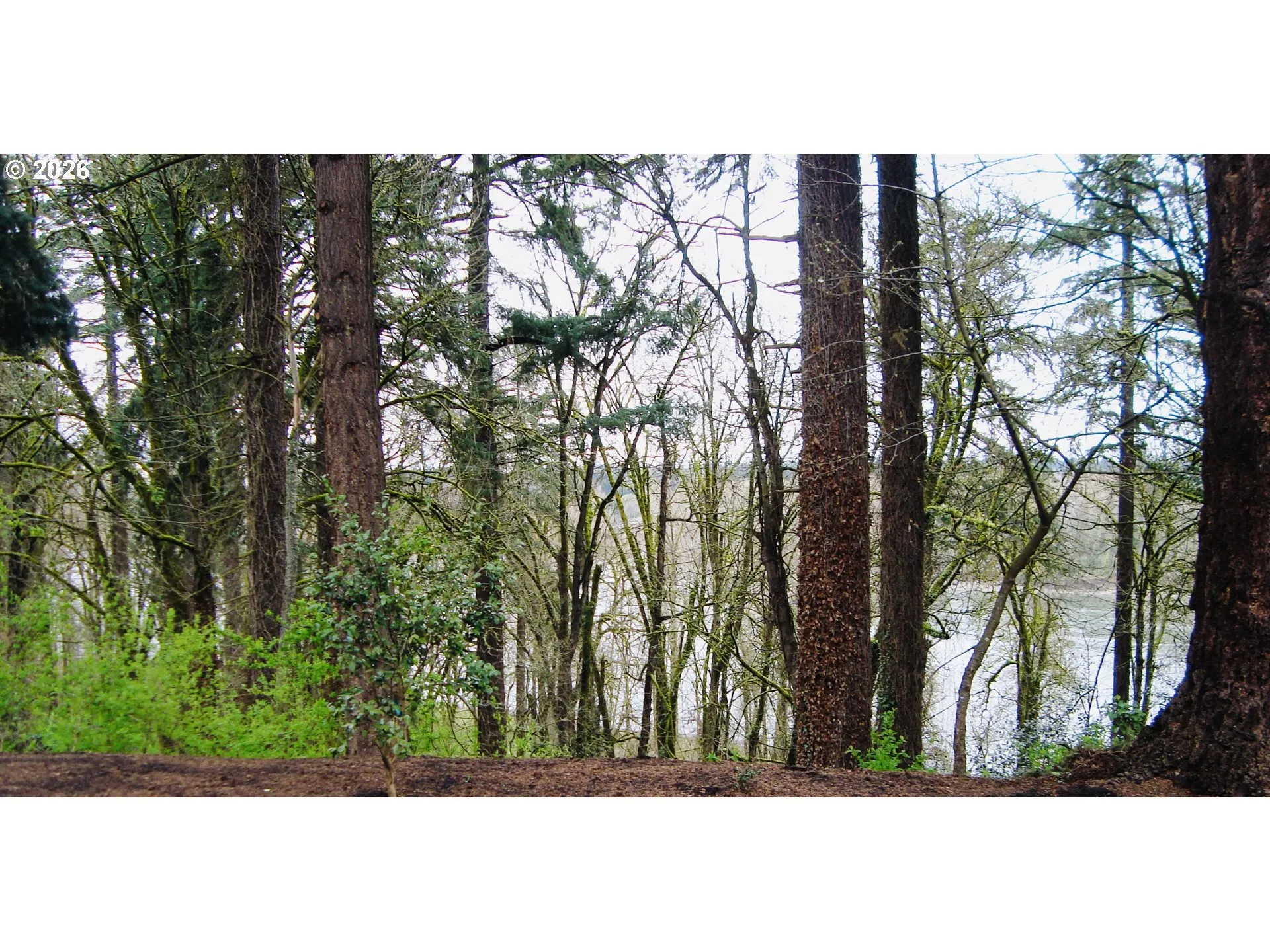 Backyard-View From