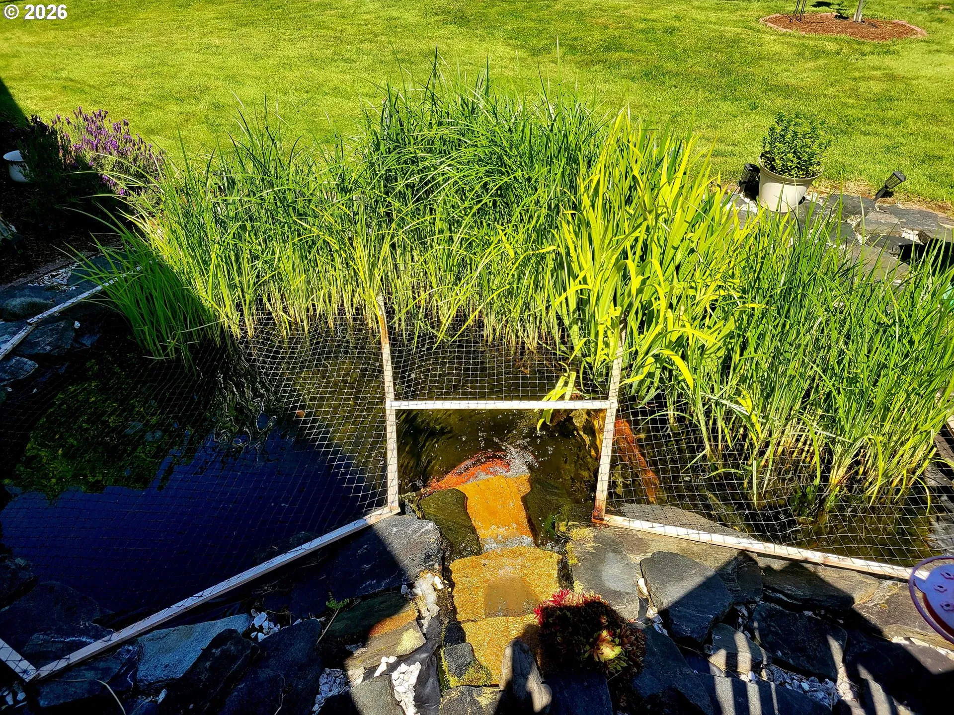 Pond