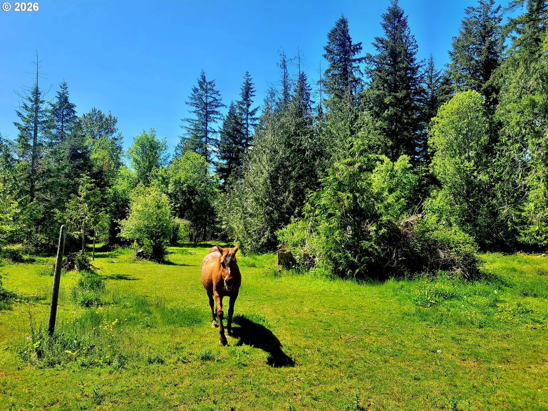 Pasture