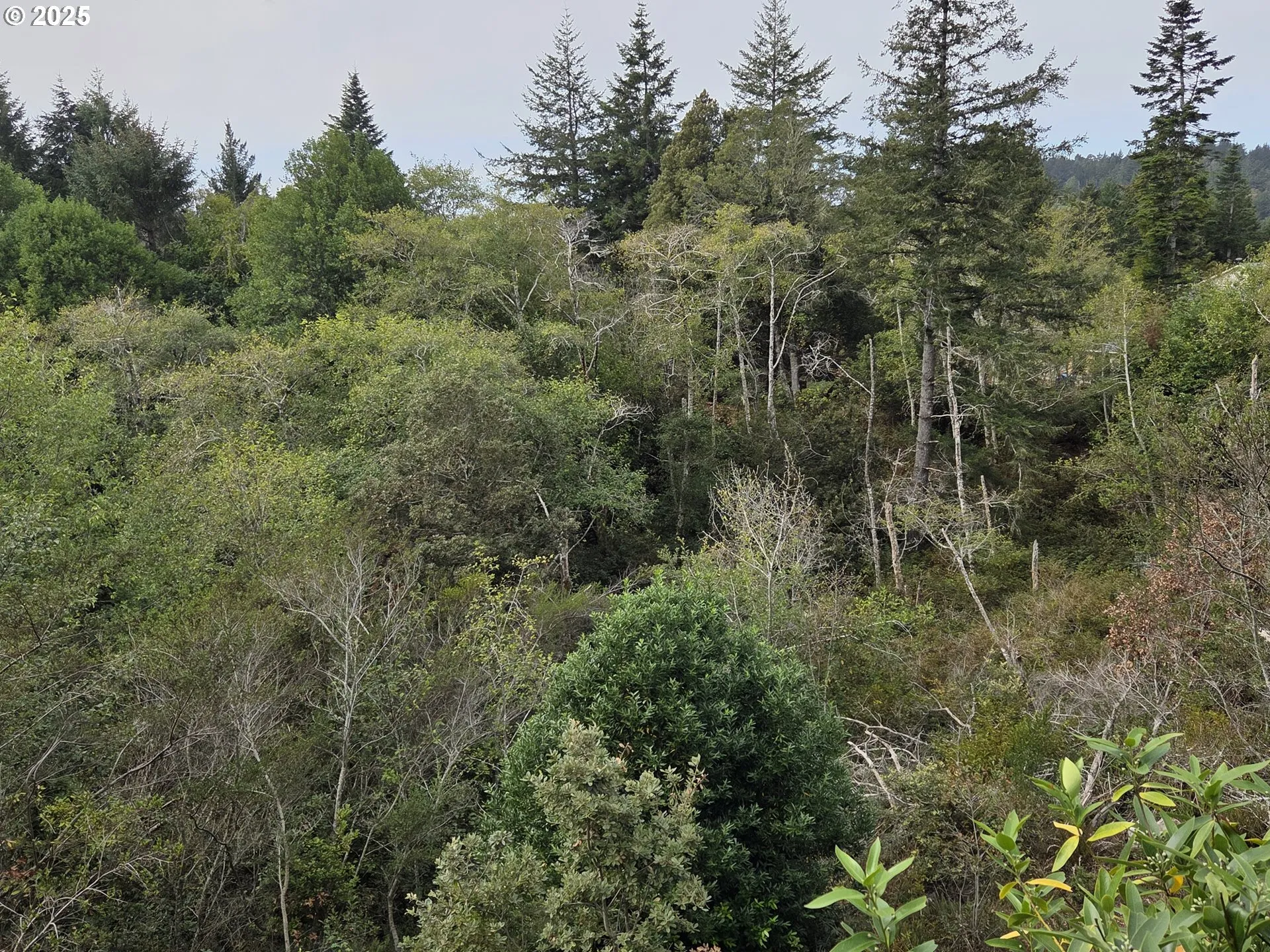View-Wooded / Acreage