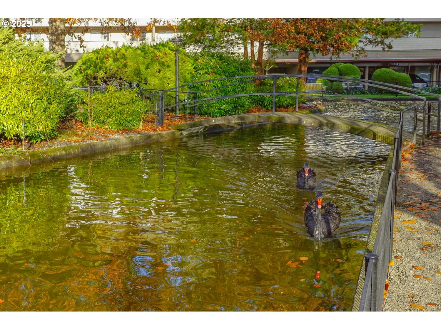 Pond
