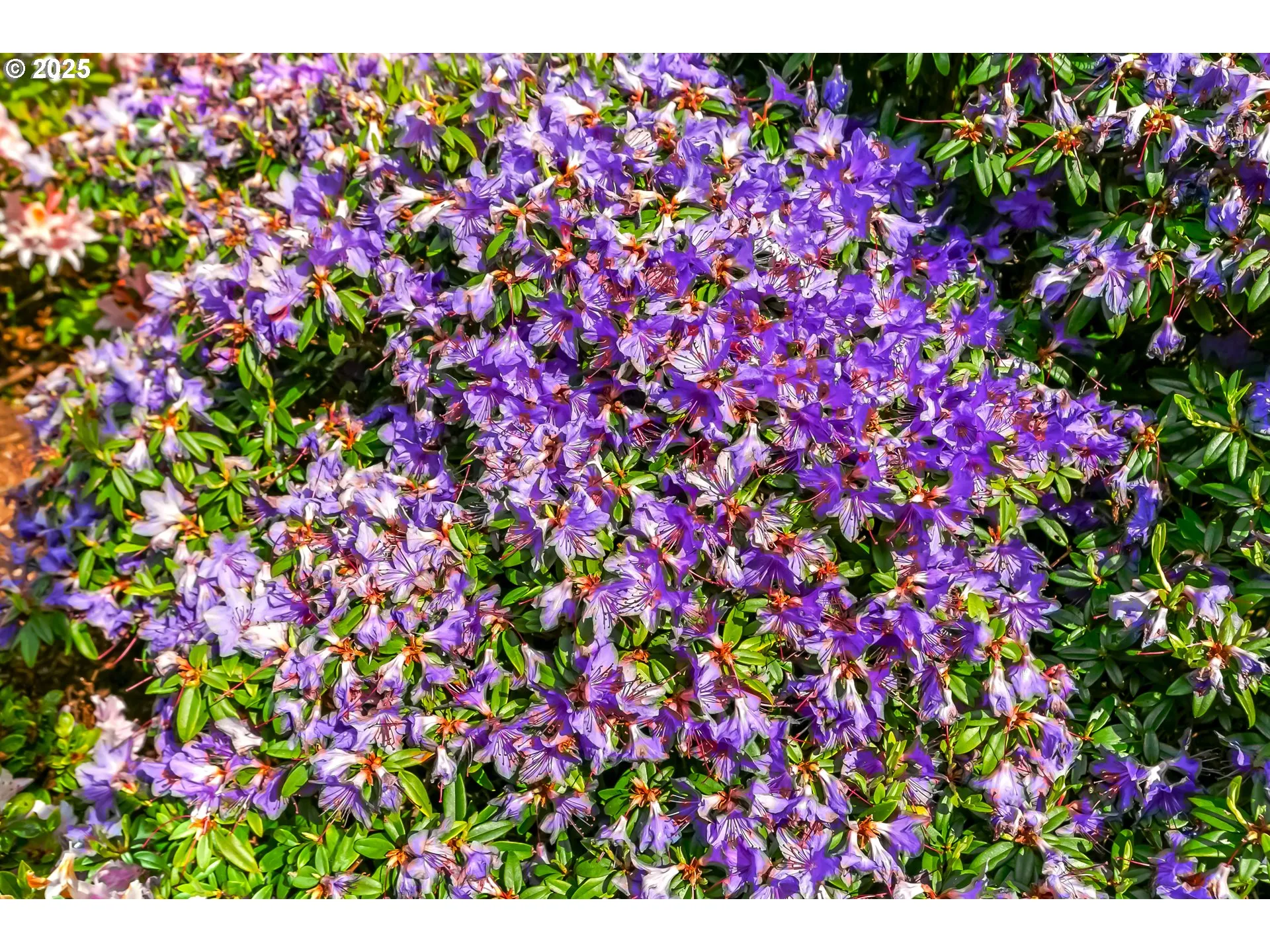 Yard-Landscaped