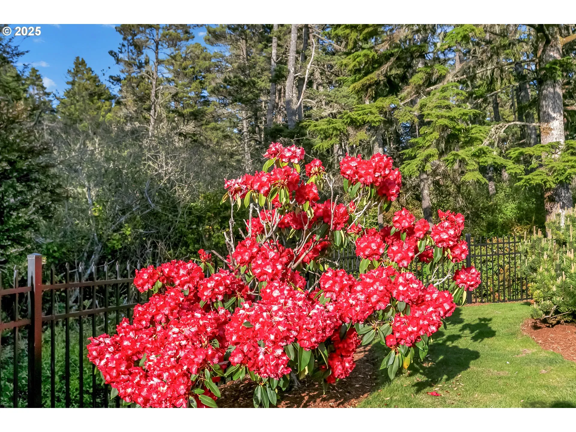 Backyard-Fenced