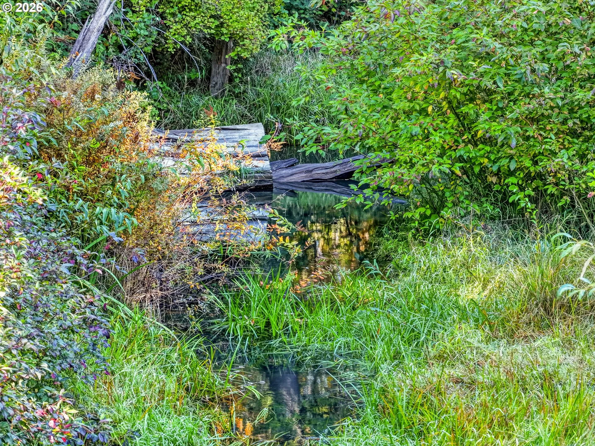 Pond