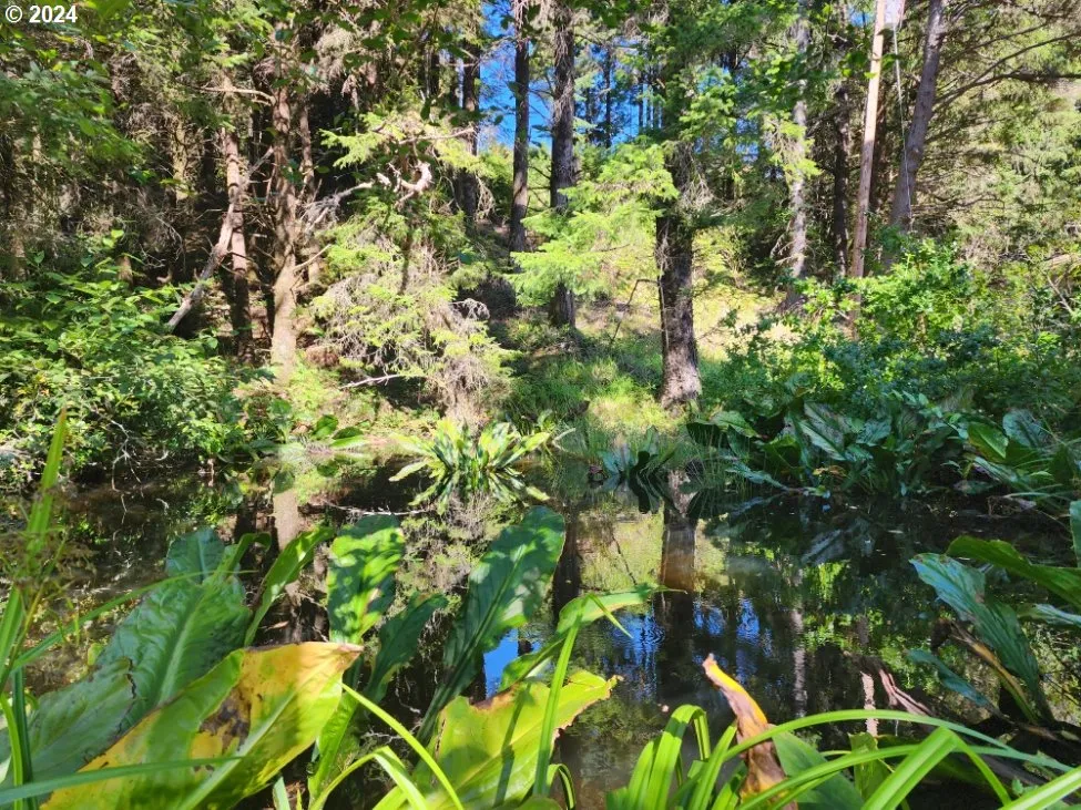 Pond