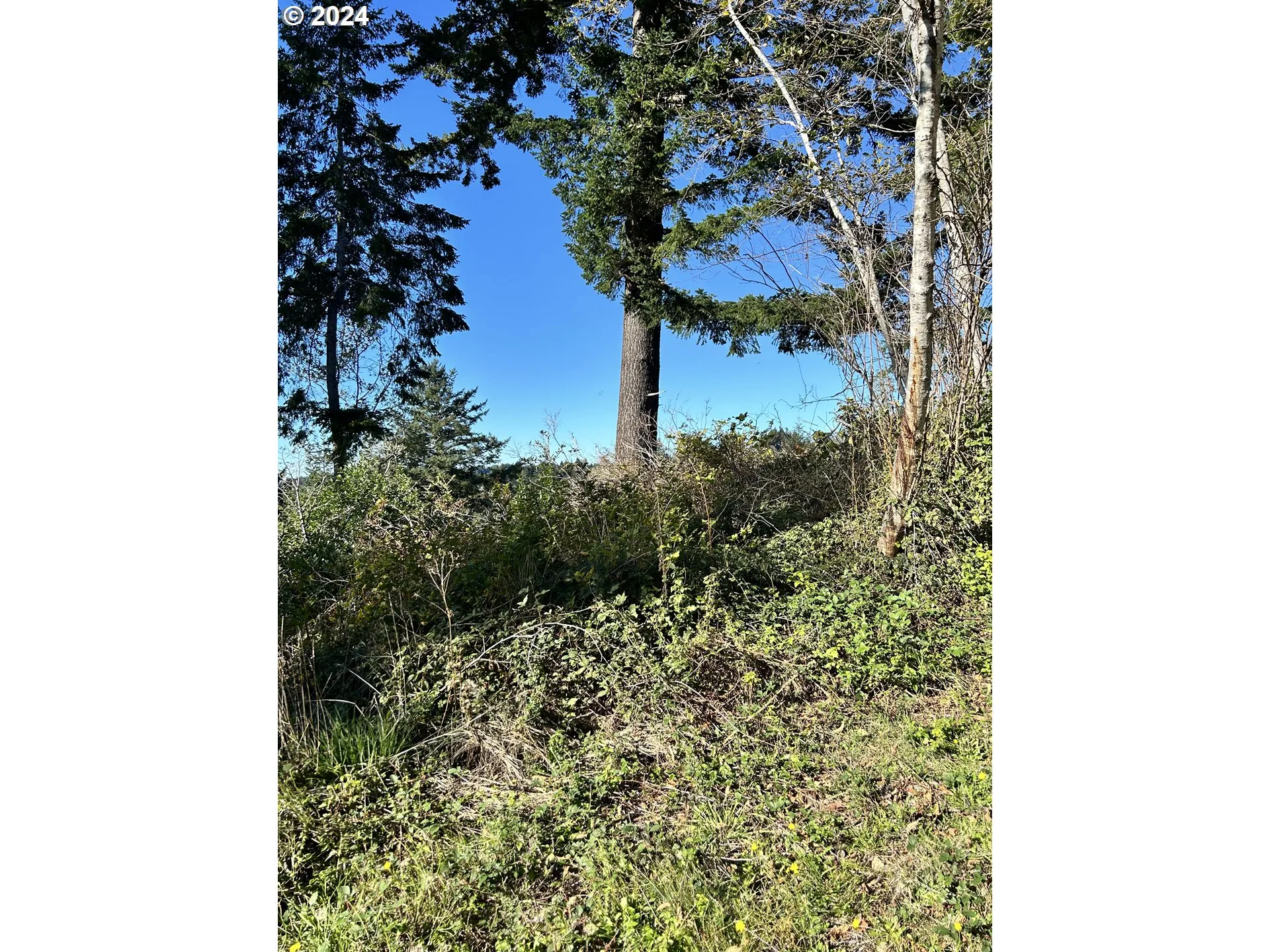 Drain Field Site-# 2