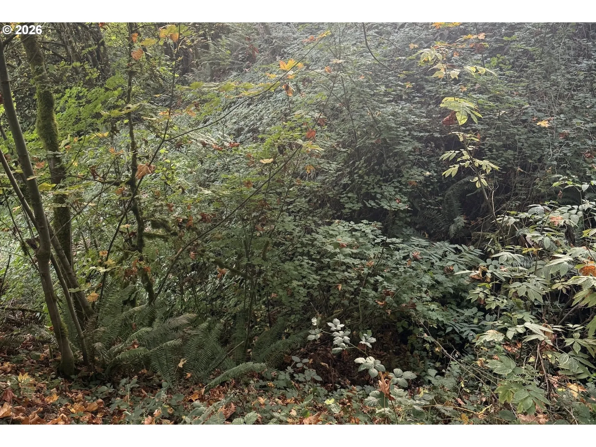 View-Wooded / Acreage