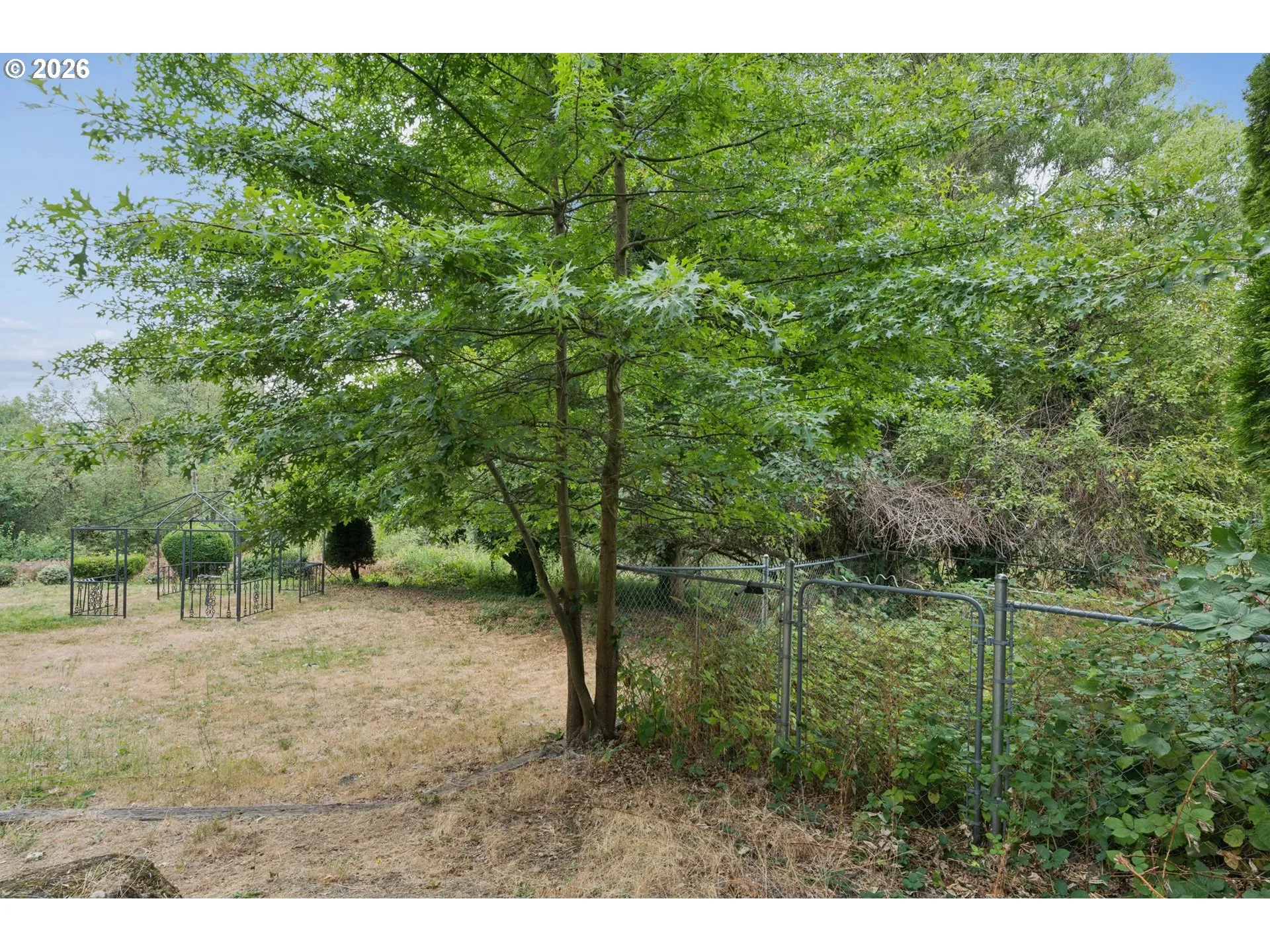 Dog Run