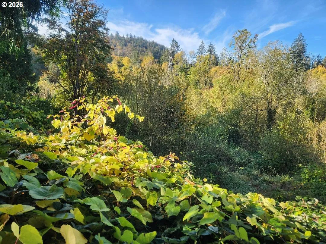 Backyard-View From