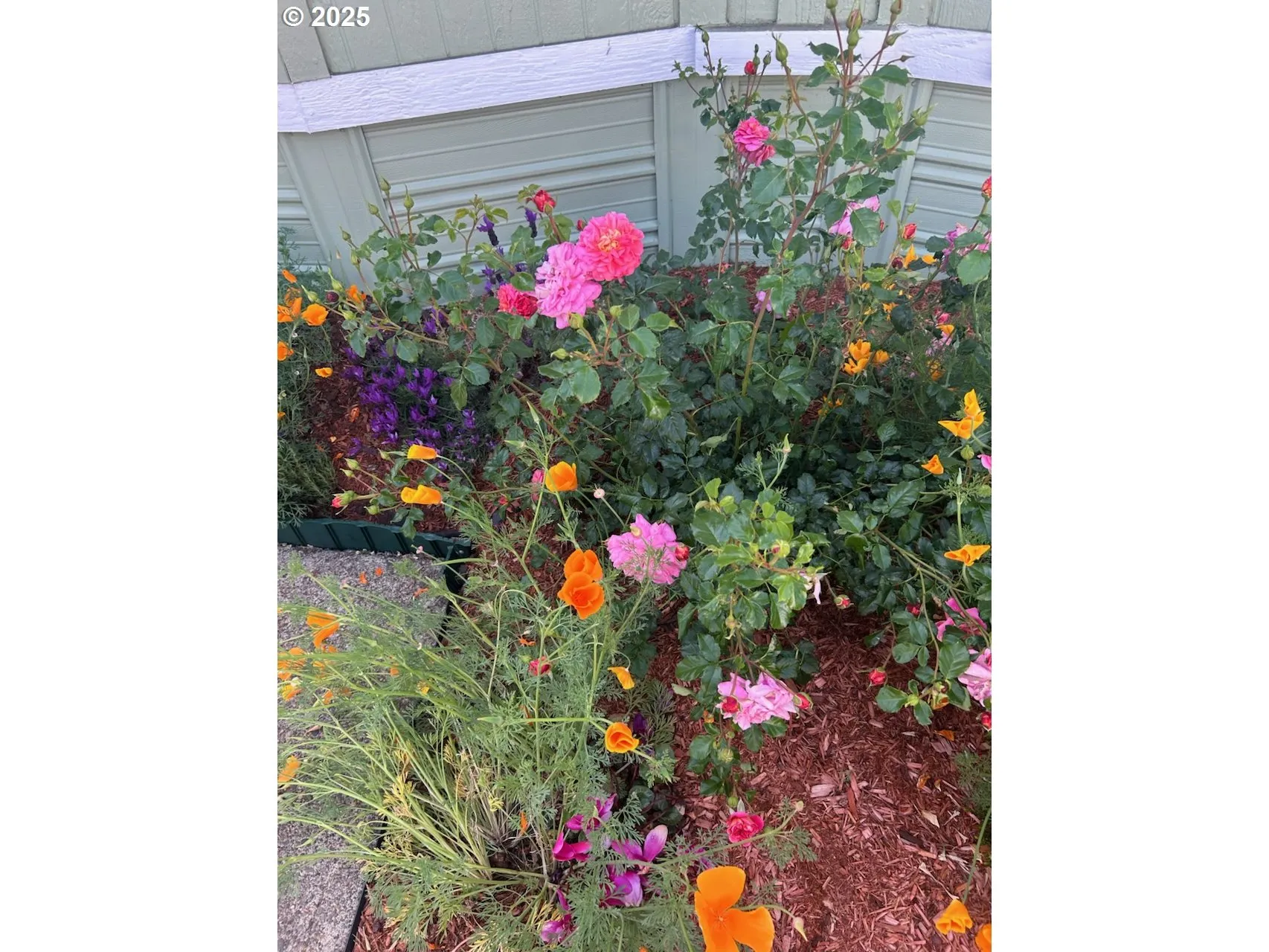 Front Yard