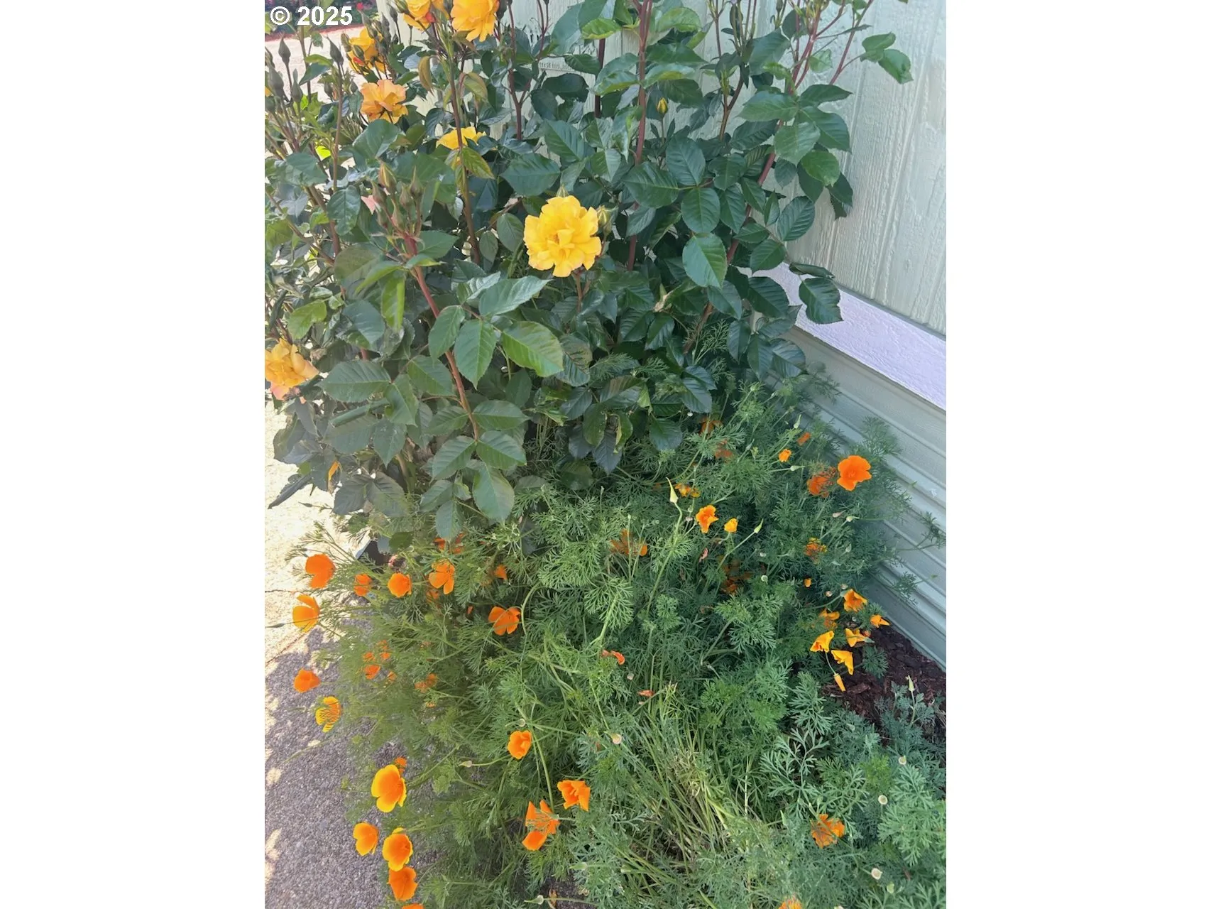 Front Yard