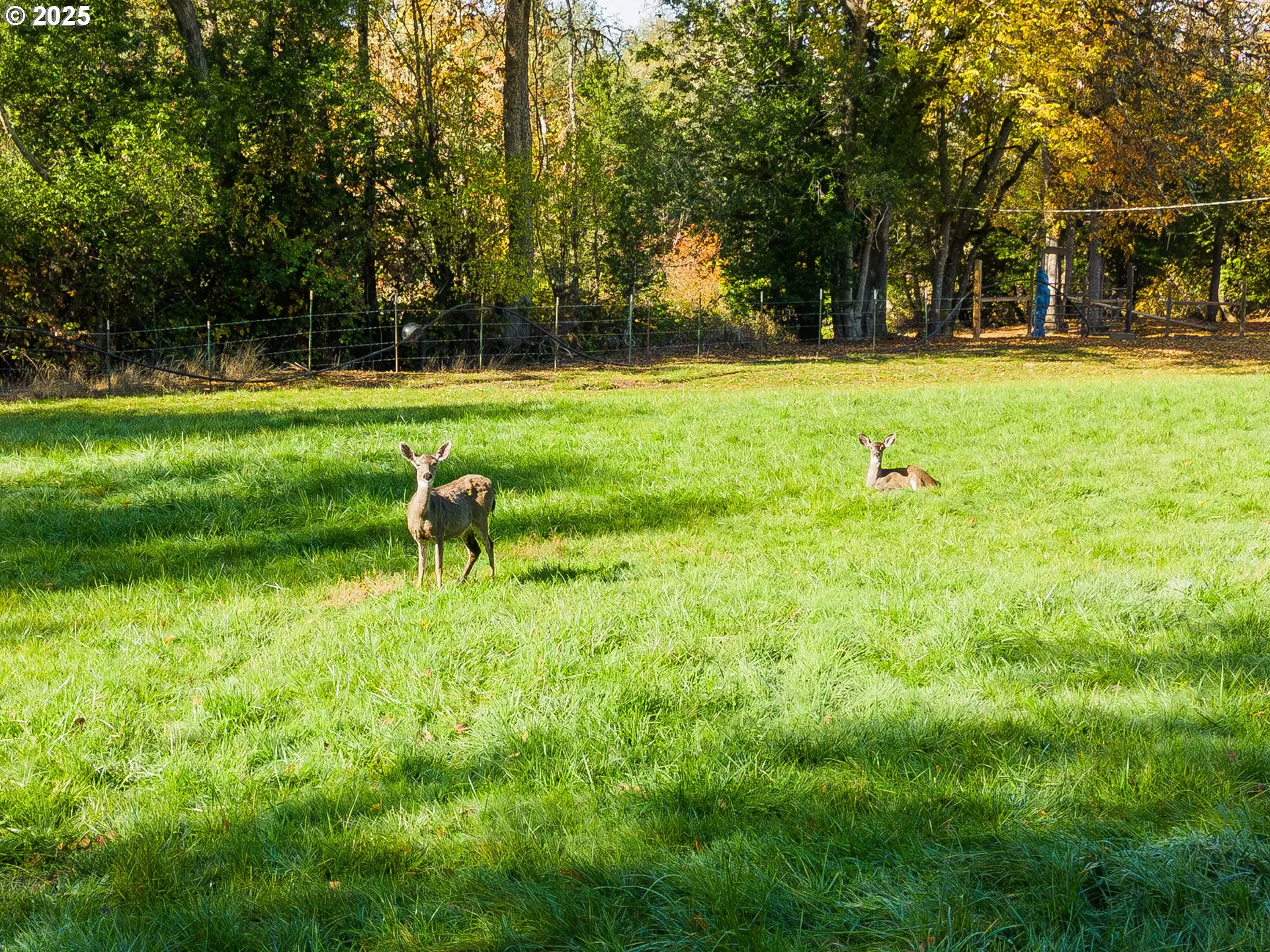 Pasture