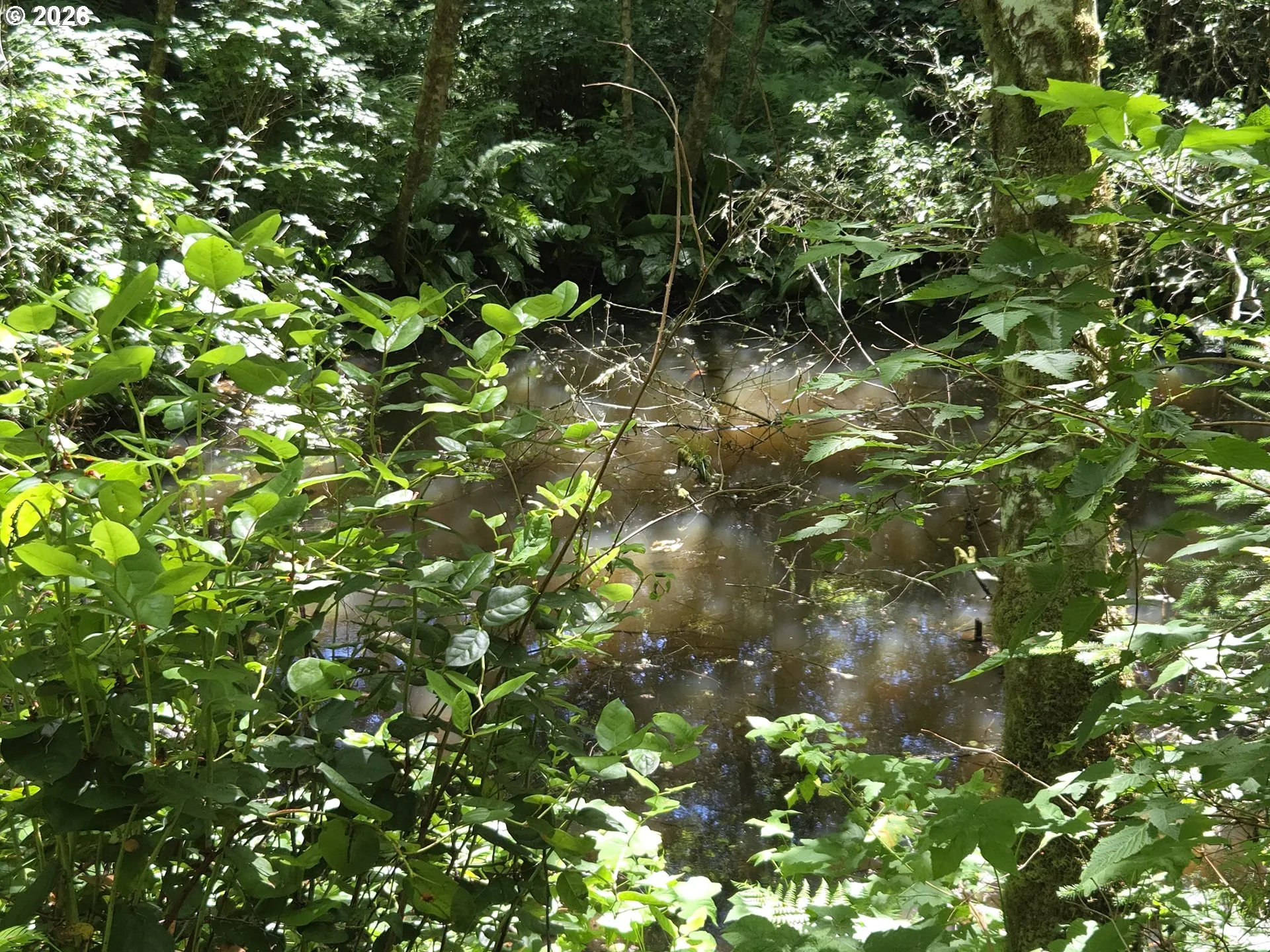Pond