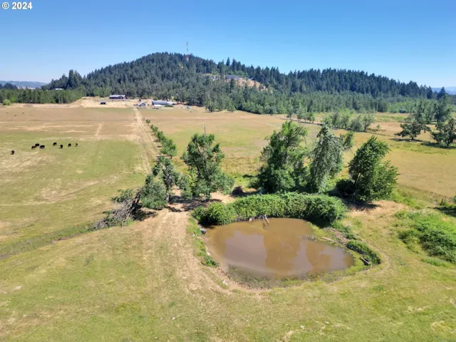 Pond