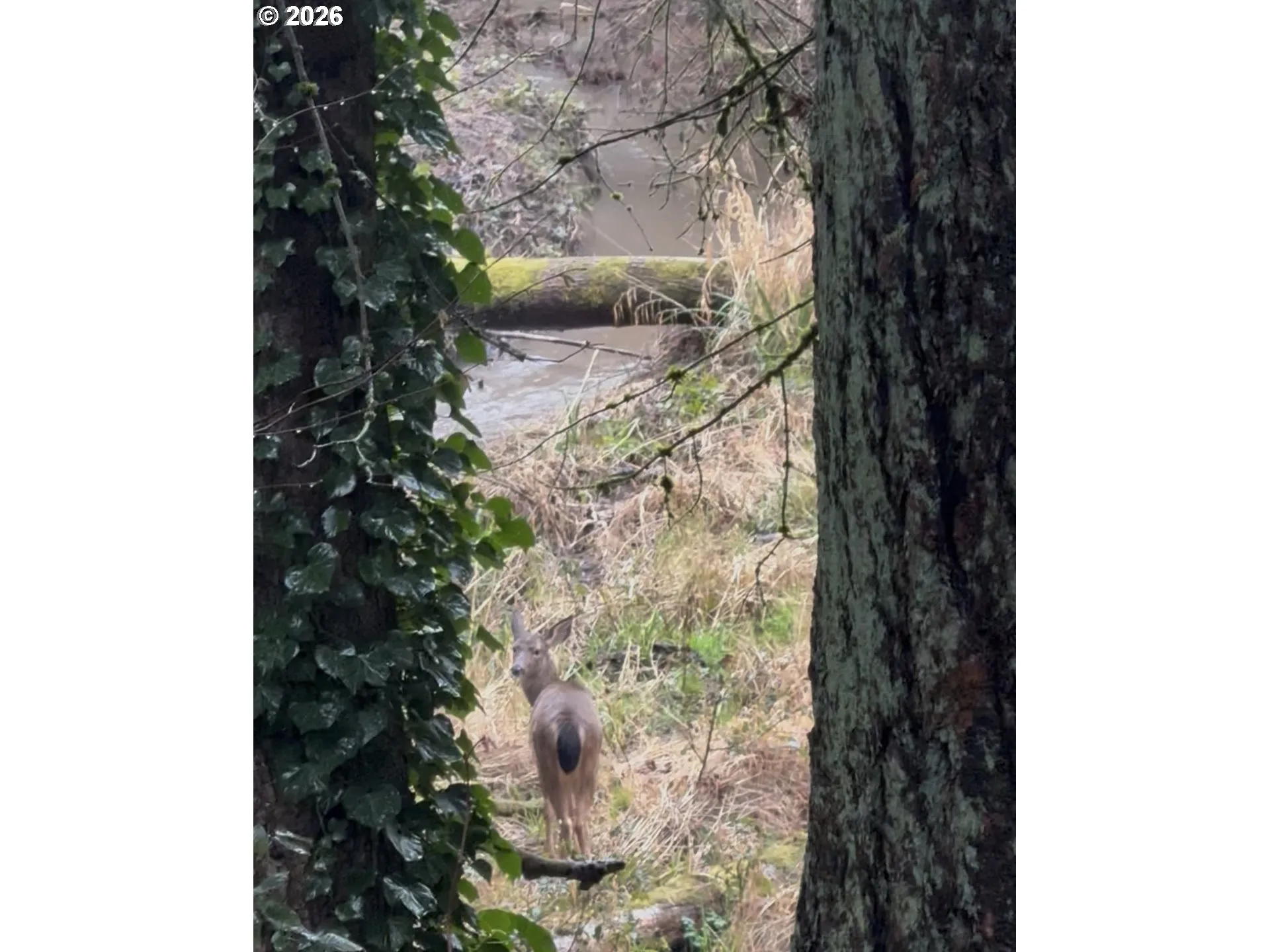 Creek-Year Round