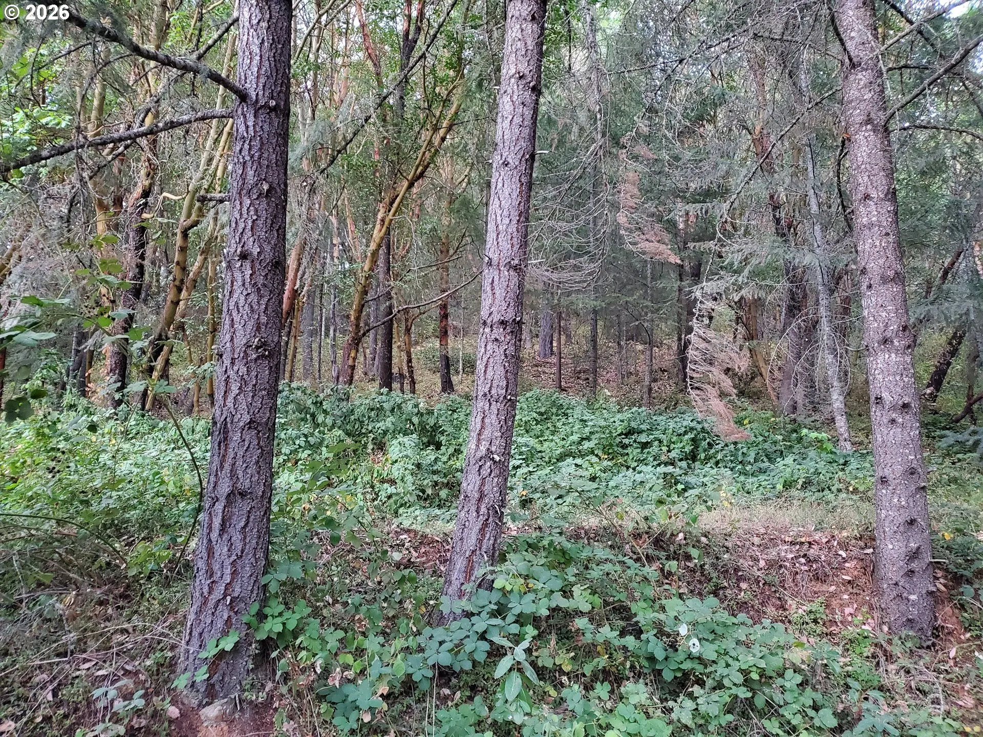 Backyard-View From