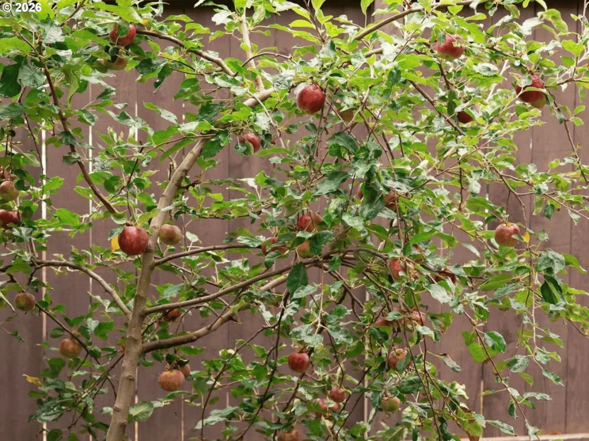 Yard-Trees