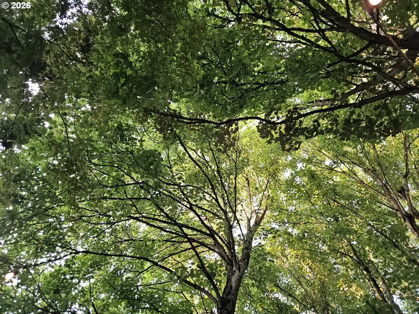 Yard-Trees
