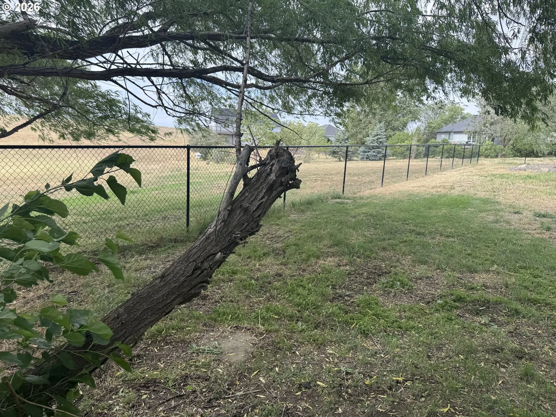 Backyard-Fenced