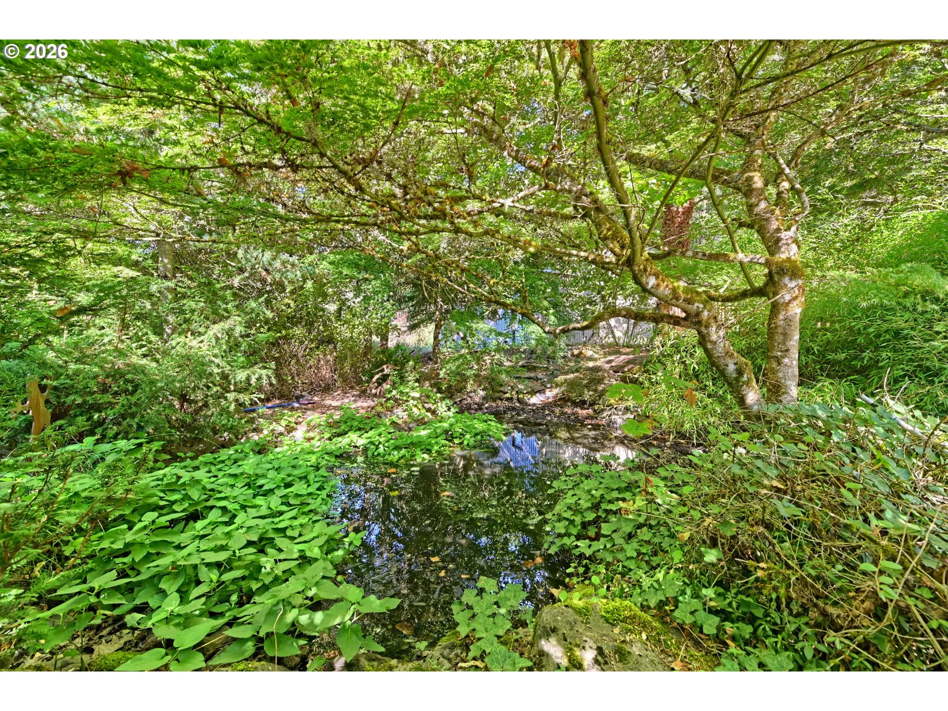 Pond