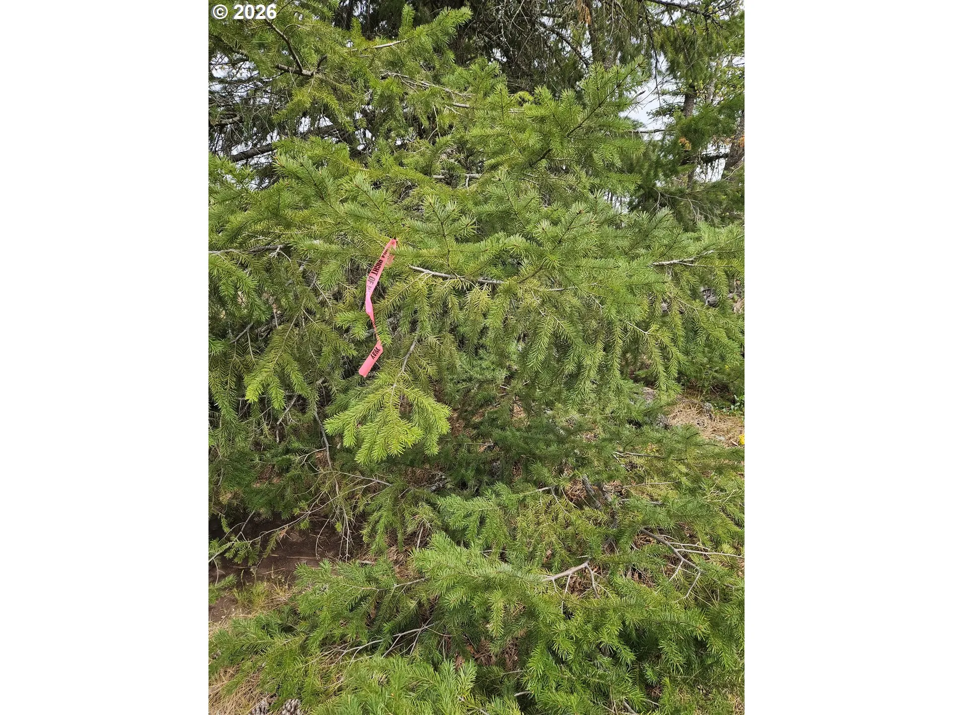 Approximate Property Lines-# 1