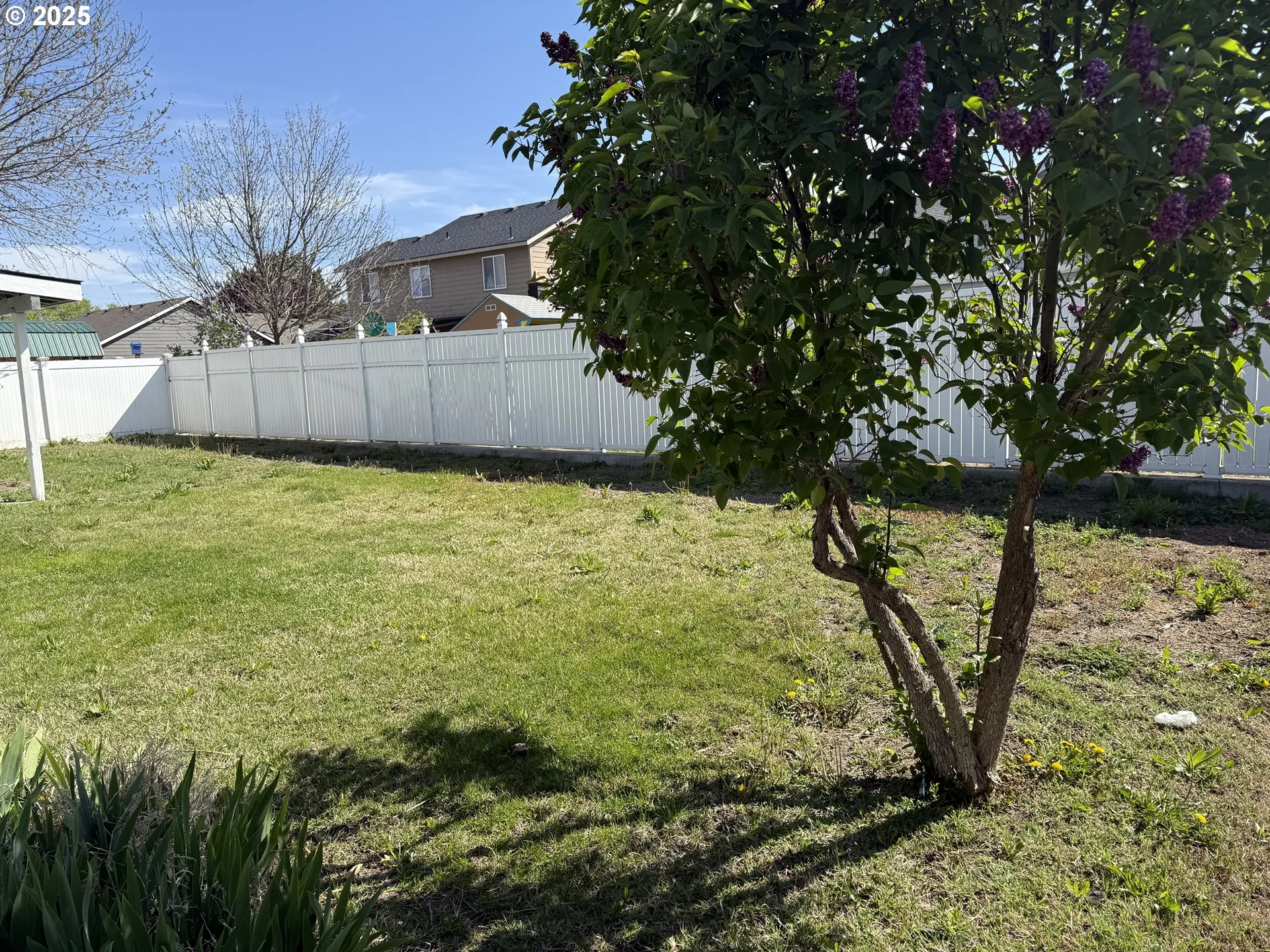 Backyard-Fenced