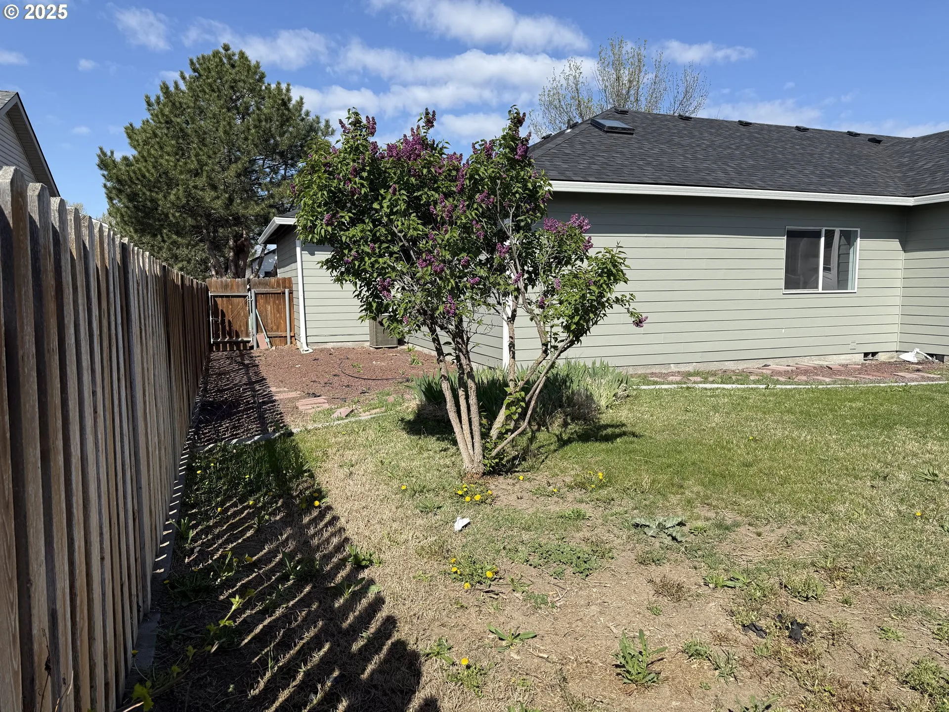 Backyard-# 2