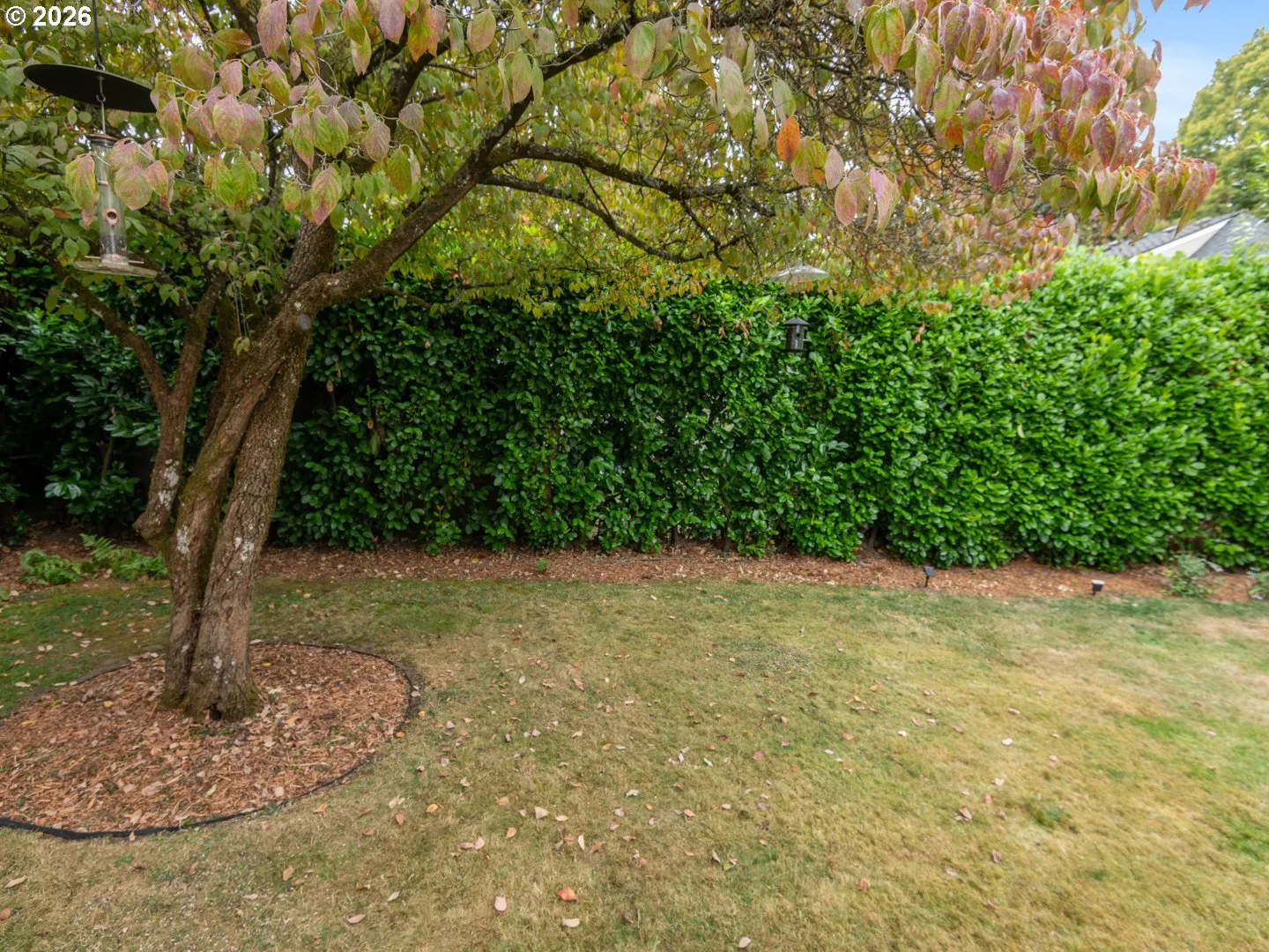 Backyard-Fenced