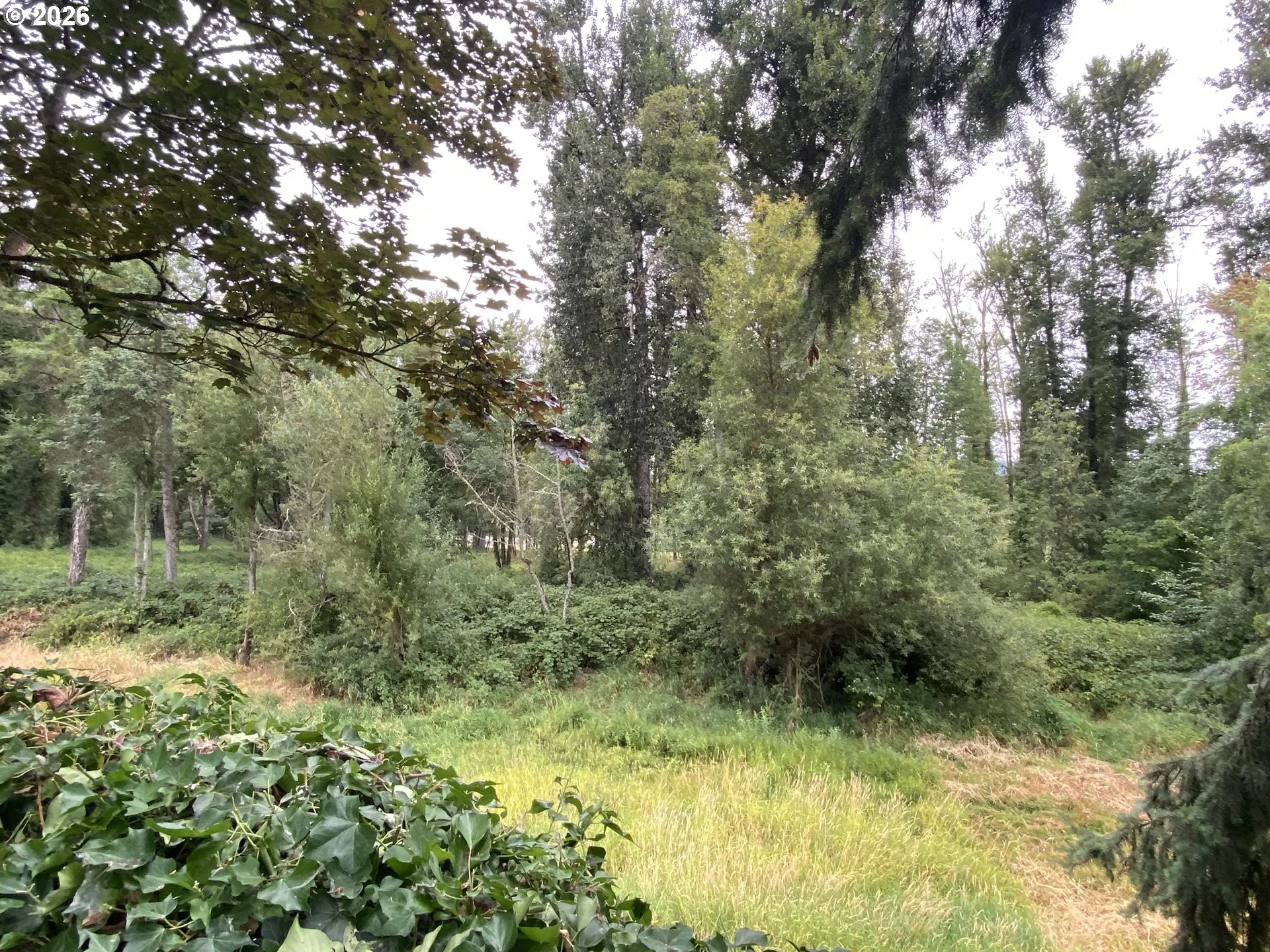 Backyard-View From