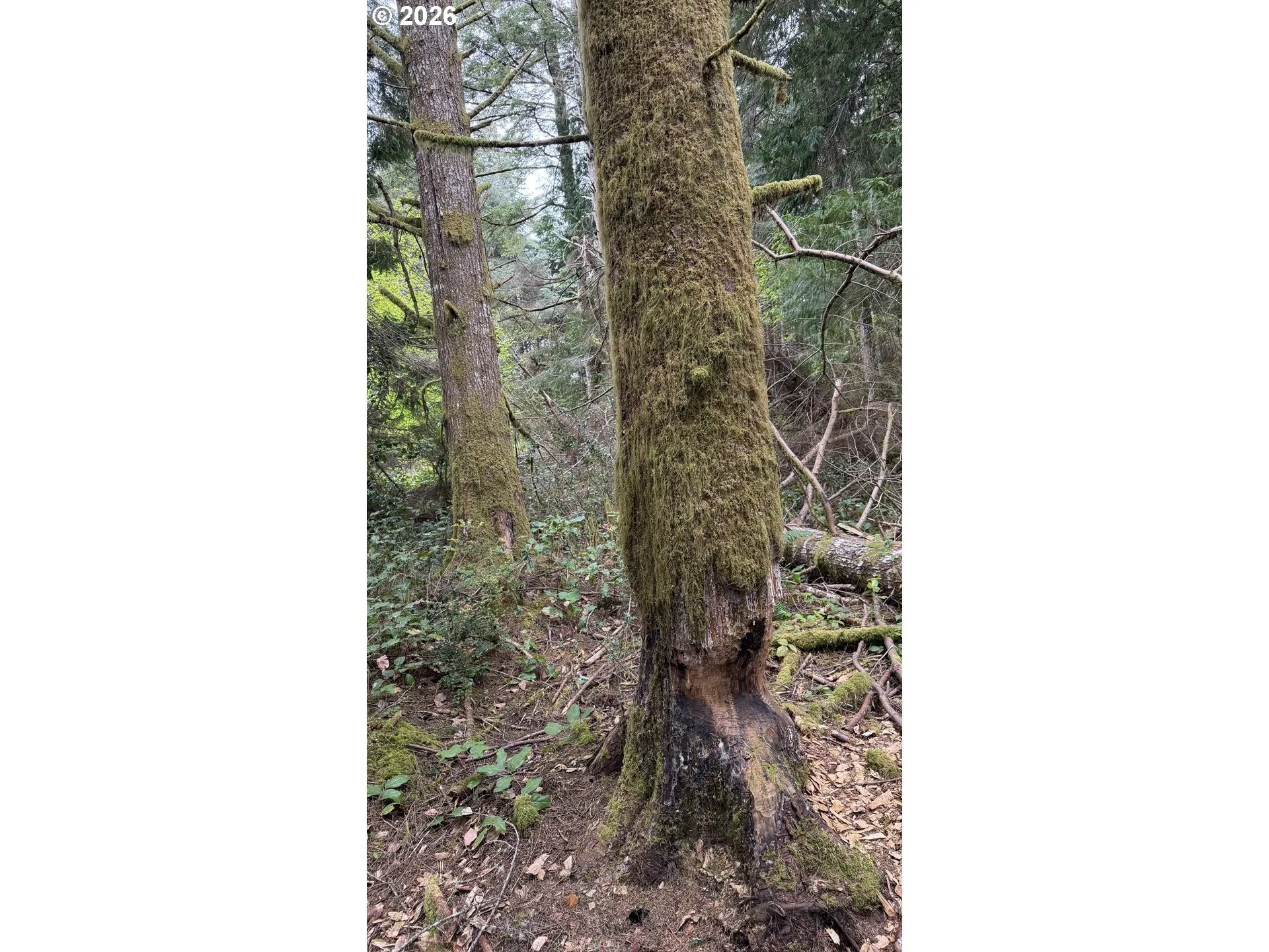 View-Trees