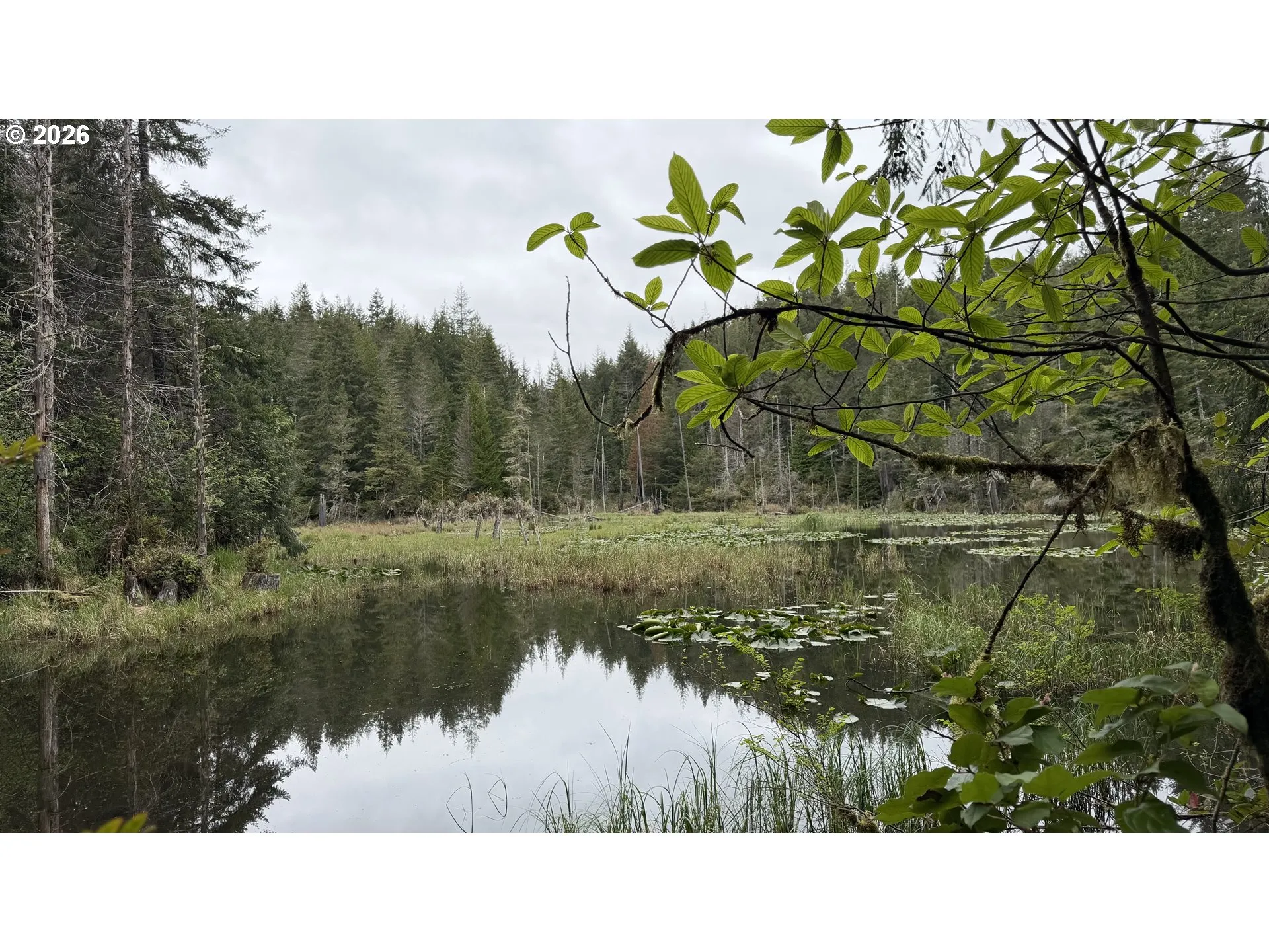 Pond