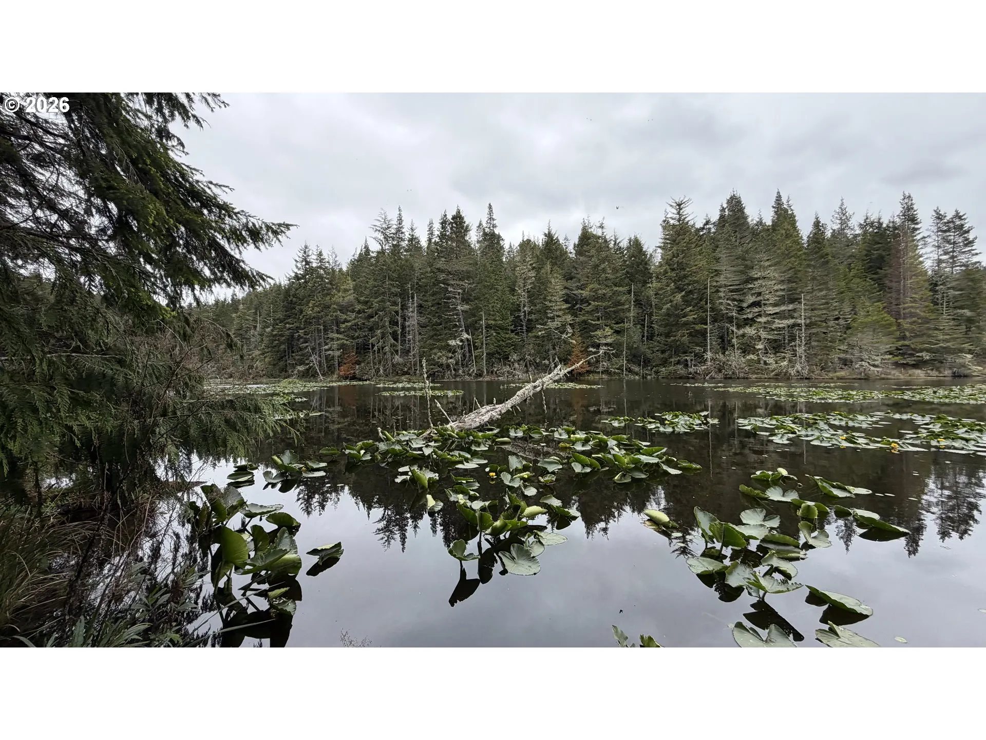 Pond