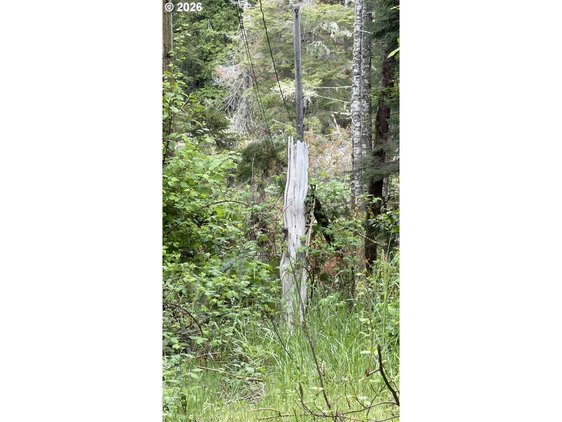 Approximate Property Lines-Wooded / Acreage