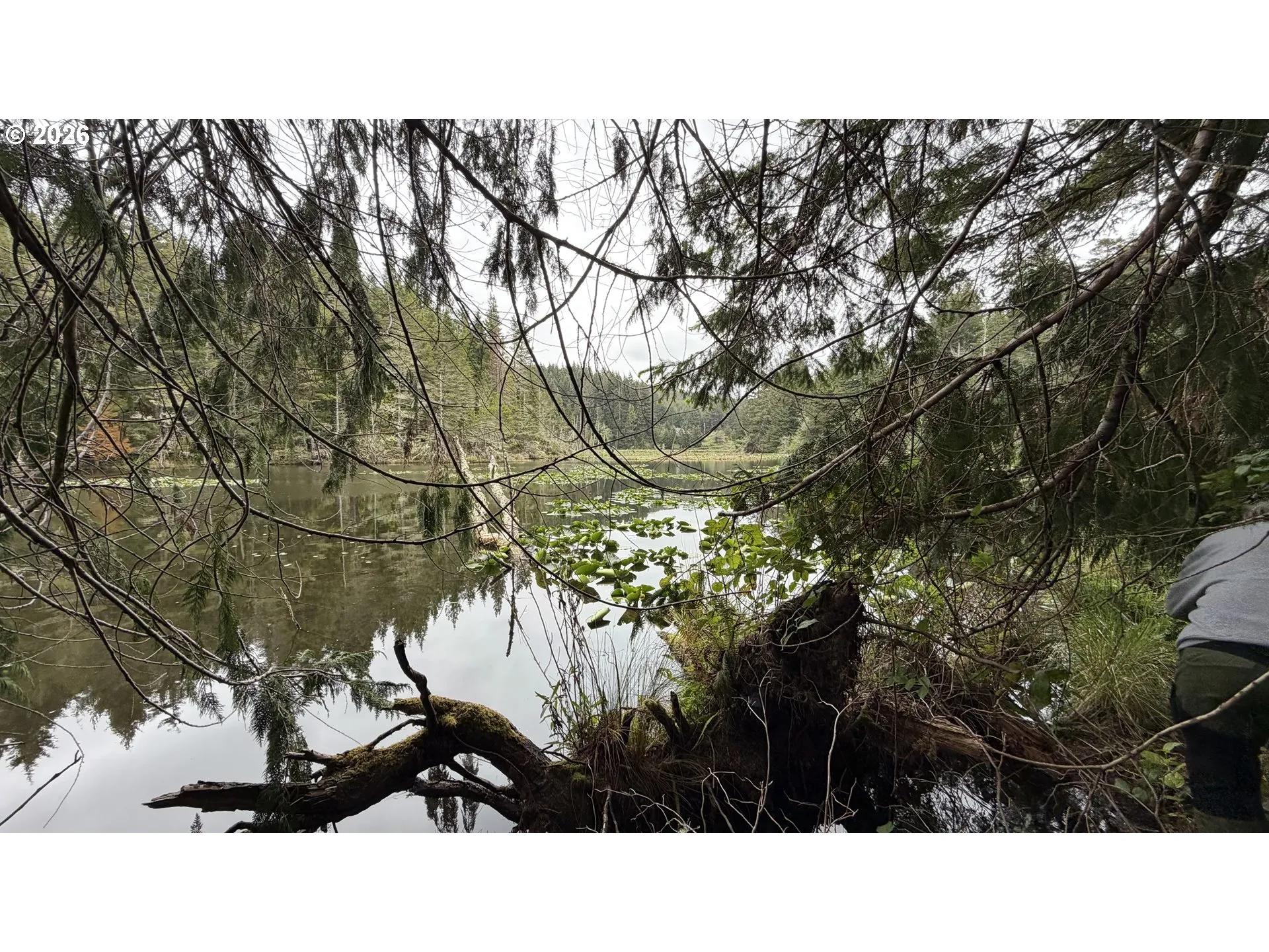 Pond