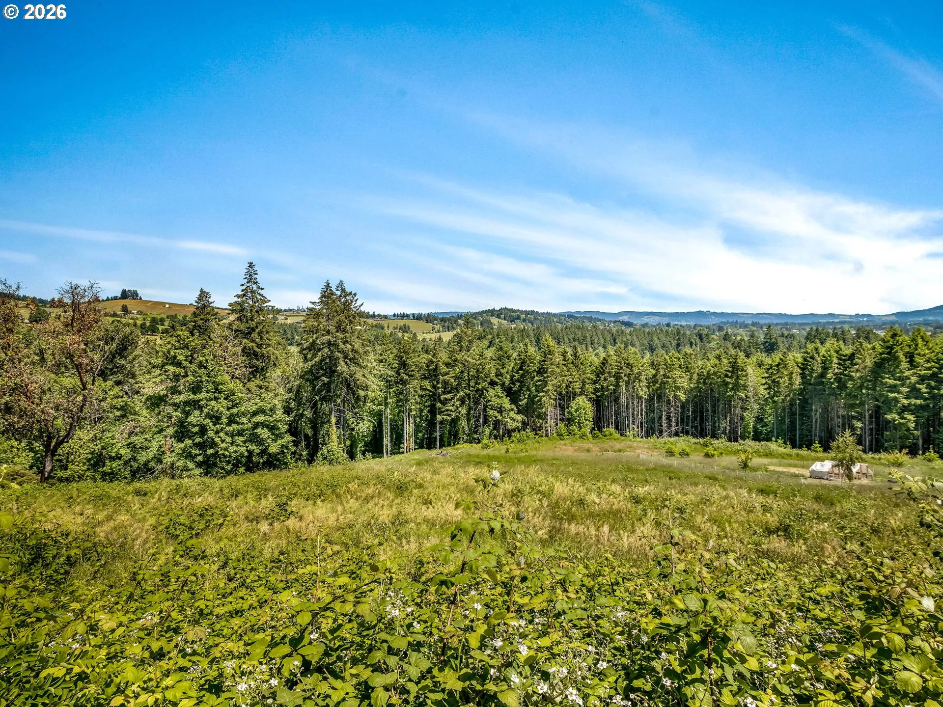 Backyard-View From