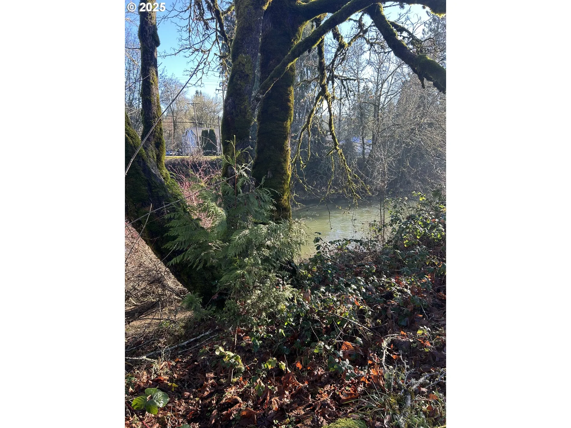 Backyard-View From