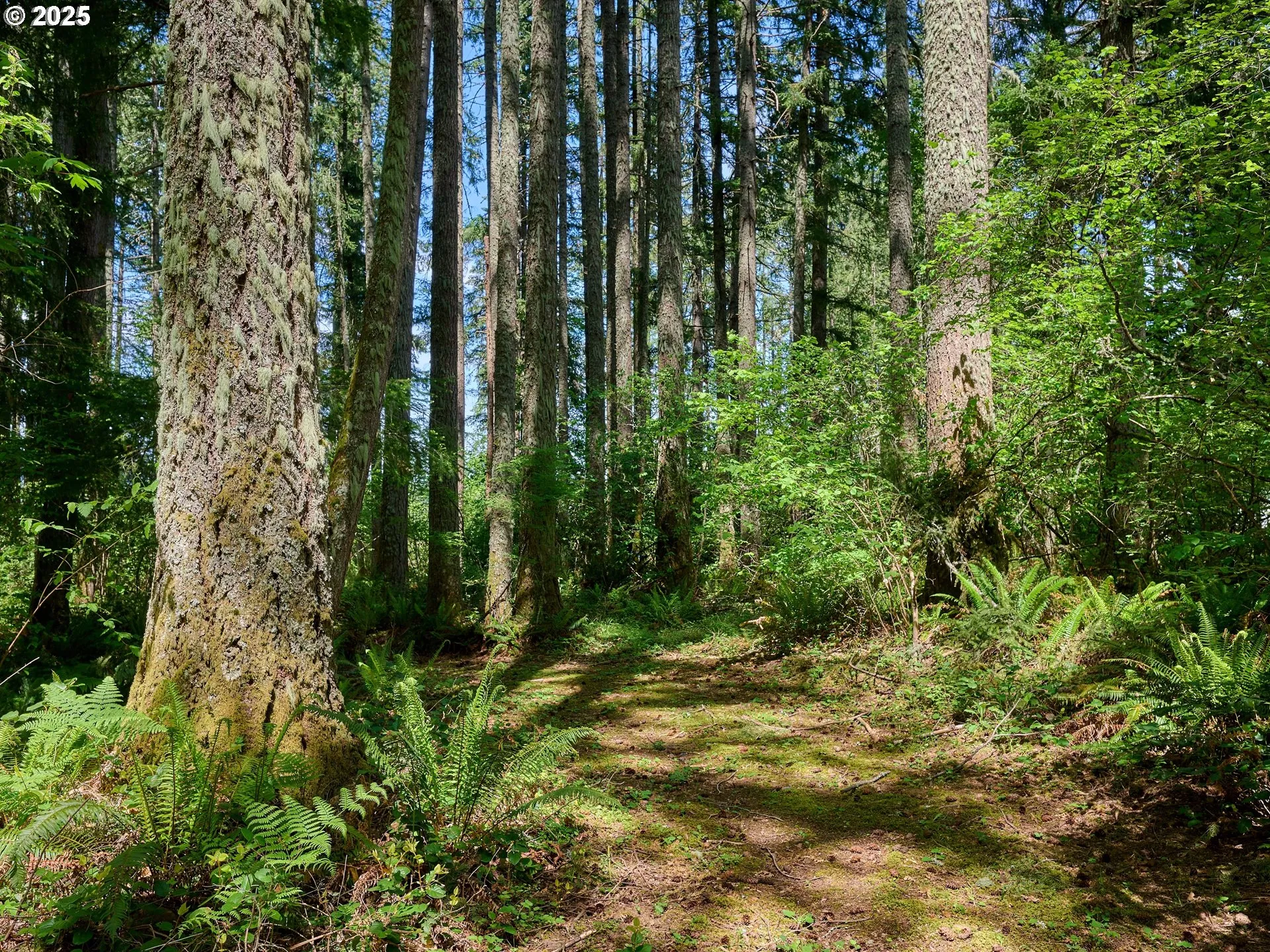 Green Space-Front