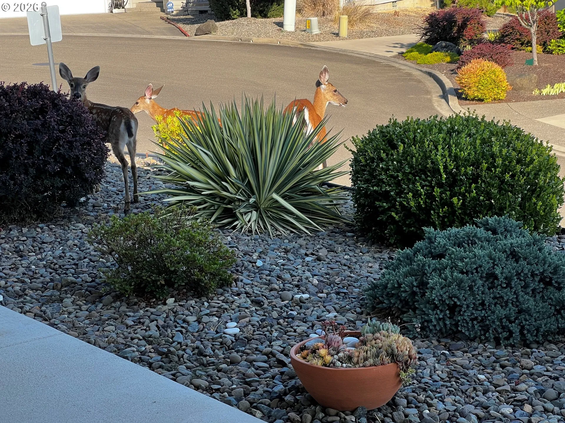 Front Yard