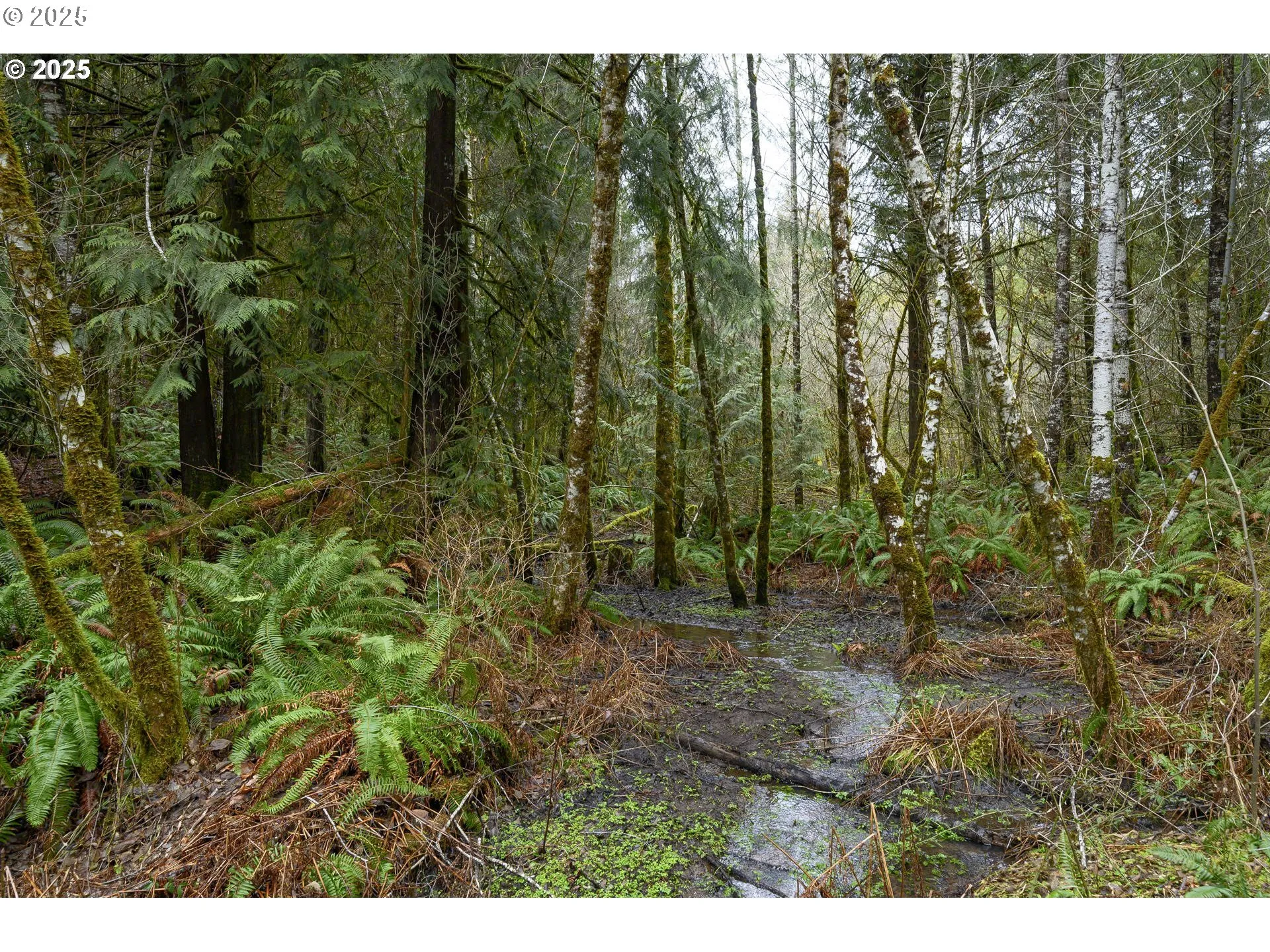 Creek-# 2